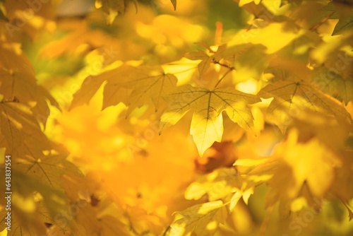 Yellow maple leaves hanging on a branch glow beautifully in the sun, letting in the glare of the sun's rays. Aesthetic autumn background change of seasons. Maple sprouts transparent glow with gold