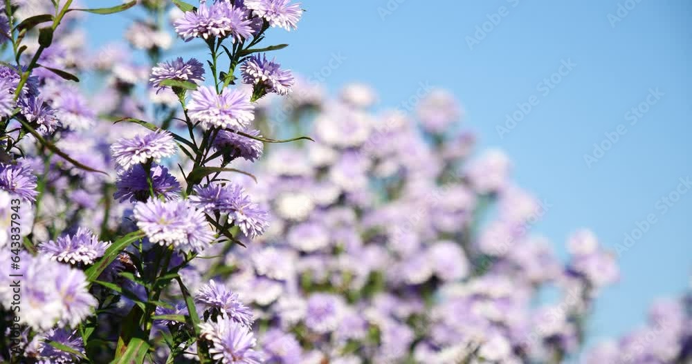 Purple Pastel margaret flower floral soft nature blossom blurred background. Pastel violet romance bloom spring season. Magenta petals blossom in beautiful garden. Close-up violet floral wildflower Purple Pastel margaret flower floral soft nature blossom blurred background. Pastel violet romance bloom spring season. Magenta petals blossom in beautiful garden. Close-up violet floral wildflower
