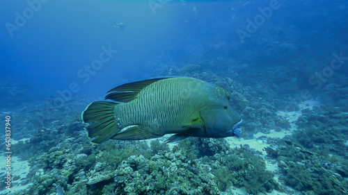 Underwater and close up photo of the endangered species, Napoleon fish, Humphead Wrasse © Johan
