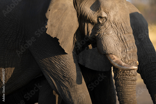 A close up of a large African Elephant bull in beautiful afternoon light. The afternoon light creates a contrast on the elephants harsh and tough skin. photo