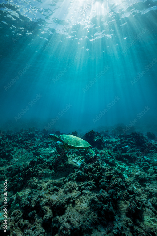 Fototapeta premium A green sea turtle is illuminated by sun rays penetrating through the clear Hawaiian waters 