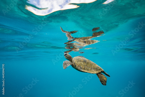 A green sea turtle surfaces for a breath of air in the clear Hawaiian, reflecting the turtle under the surface of the water. 
