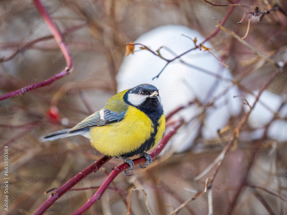 Cute bird Great tit, songbird sitting on a branch without leaves in the autumn or winter.