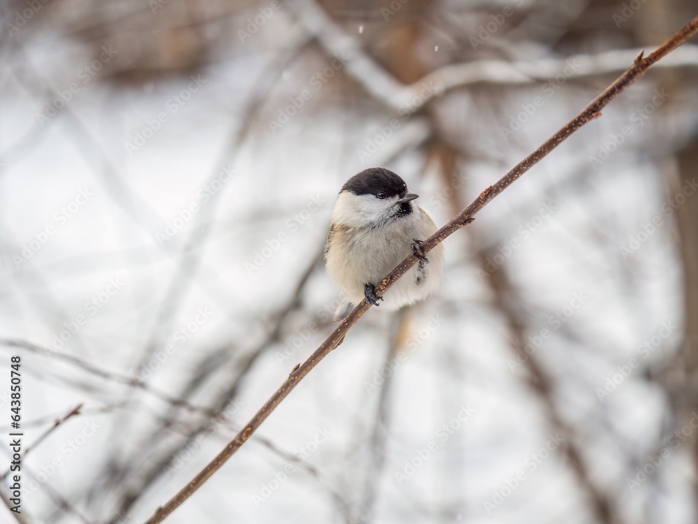 Cute bird the willow tit, song bird sitting on a branch without leaves in the winter.