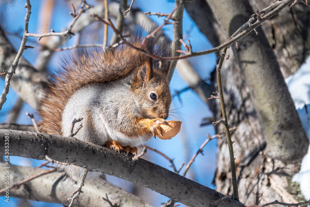 The squirrel with nut sits on tree in the winter or late autumn The squirrel with nut sits on tree in the winter or late autumn
