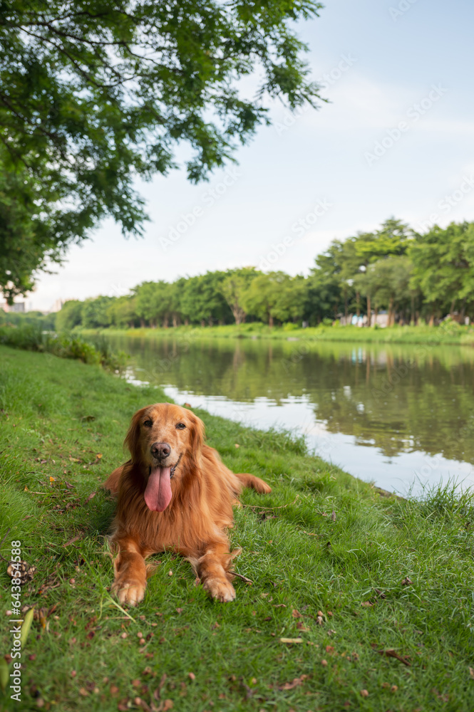 Golden Retriever lying on the grass by the river.