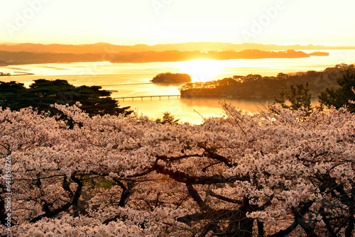 Matsushima Morning Sunrise and Cherry Blossoms, Japan,Miyagi prefecture,Miyagi county,Matsushima, Miyagi photo