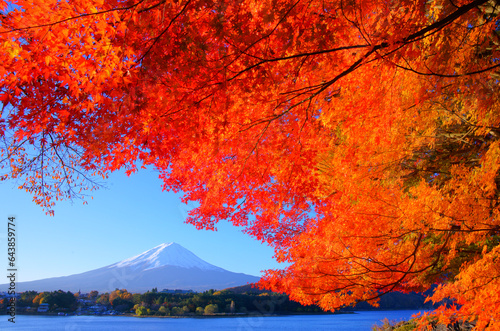 Fall foliage, Mt. Fuji and Lake Kawaguchi, Japan,Yamanashi Prefecture,Fujikawaguchiko, Yamanashi,Minamitsuru District, Yamanashi photo