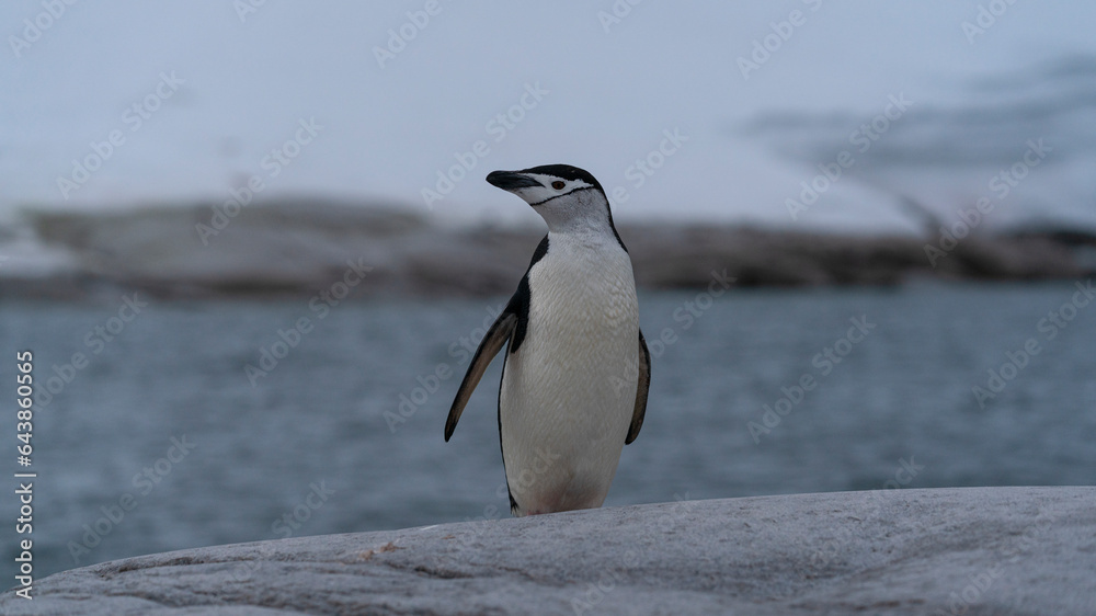 Naklejka premium Chinstrap penguin on the rock Antarctic Peninsula.