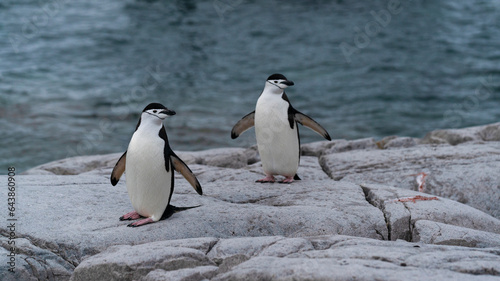 Two chinstrap penguins rocky shore of Antarctic Peninsula © Иван Грабилин