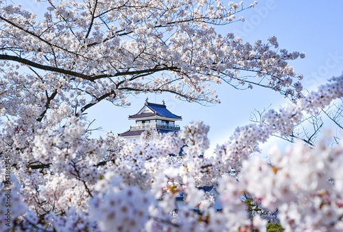 Tsurugajo Castle and cherry blossoms in full bloom, Japan,Fukushima Prefecture,Aizu wakamatu shi