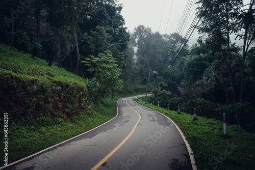 road and trees in the morning