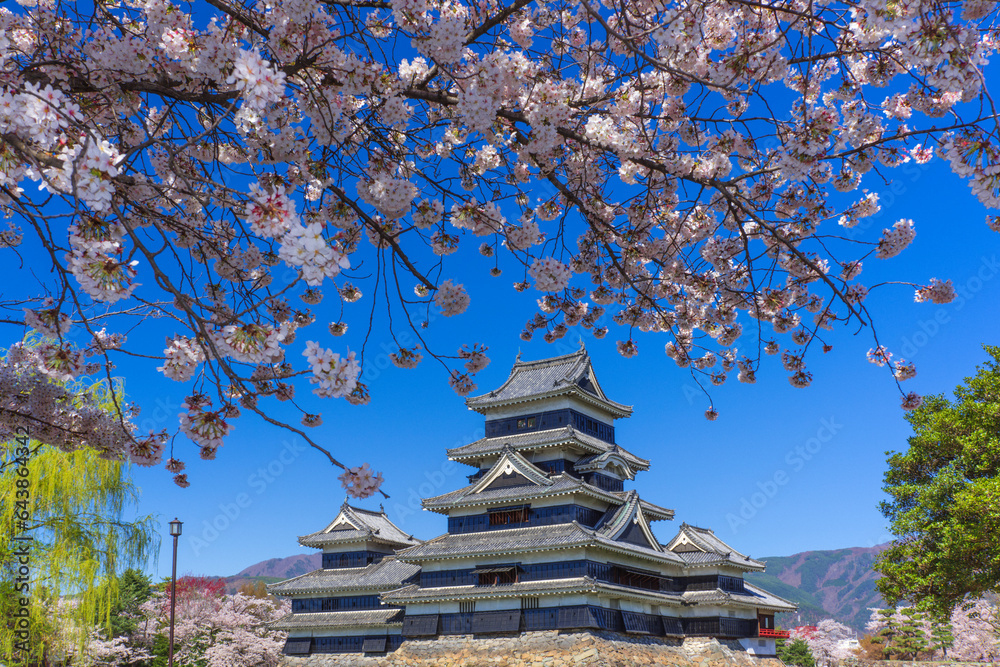 Cherry blossoms and Matsumoto Castle, Japan,Nagano Prefecture,Matsumoto, Nagano Cherry blossoms and Matsumoto Castle, Japan,Nagano Prefecture,Matsumoto, Nagano