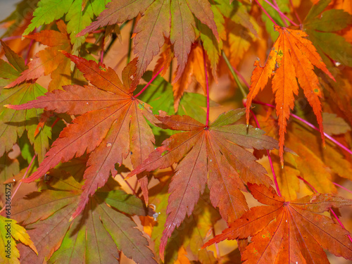 Maple leaves beginning to change clolour  Fujikawaguchiko  Yamanashi  Japan 