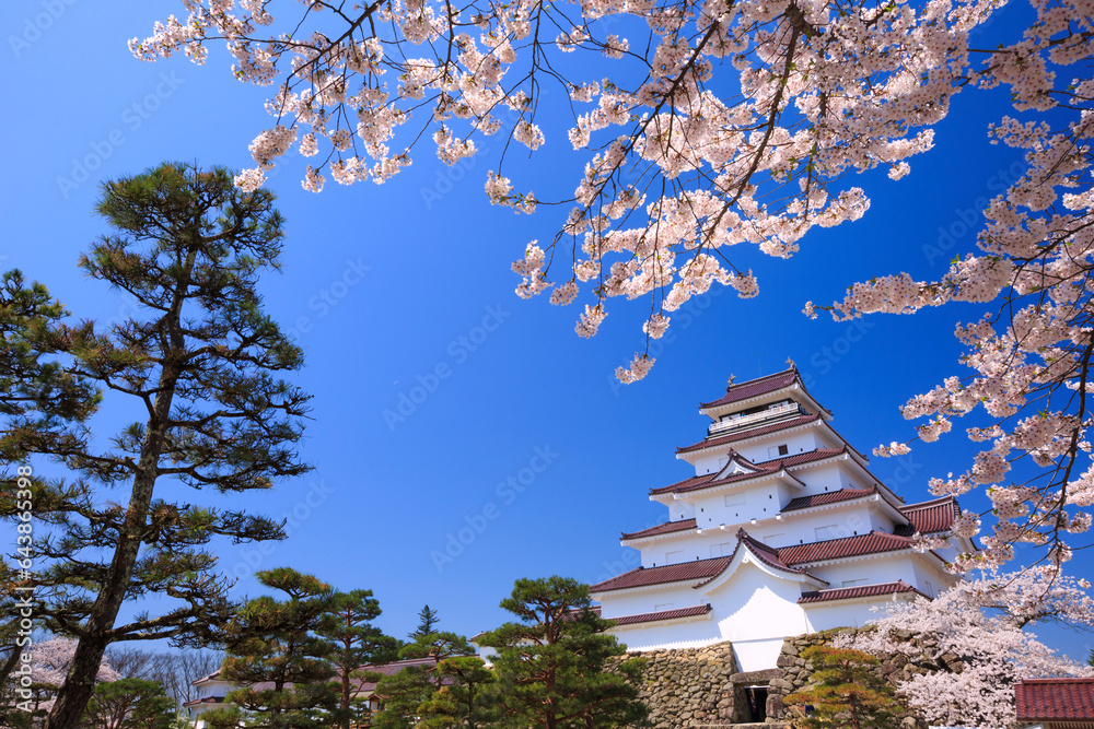 Cherry blossoms and Tsuruga Castle, Japan,Fukushima Prefecture,Aizu wakamatu shi,Pursuers Machi Cherry blossoms and Tsuruga Castle, Japan,Fukushima Prefecture,Aizu wakamatu shi,Pursuers Machi