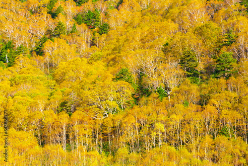 Forest in Shiga Highlands, Japan,Nagano Prefecture photo