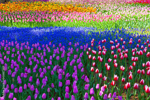 Tulips at Hitachi-Seaside Park, Ibaraki Prefecture,Hitachinaka,Japan photo