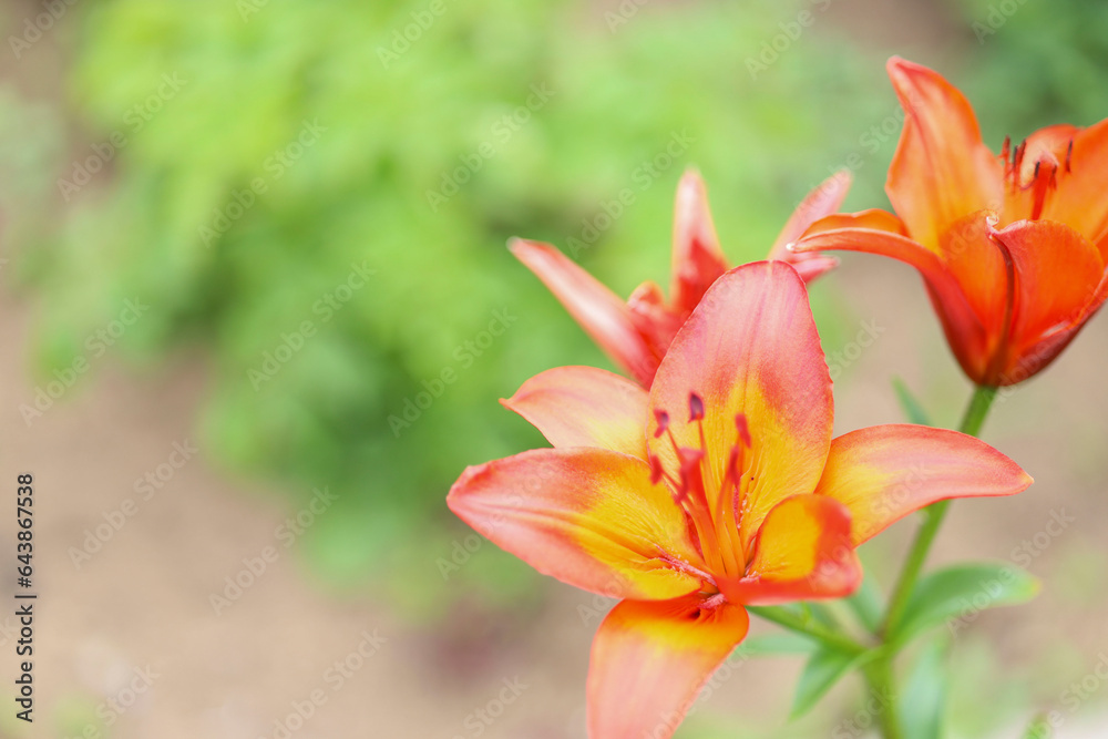 Obraz premium red lilies in the garden. summer background