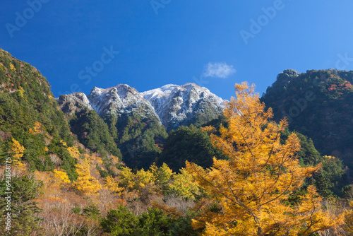 Autumn leaves of Japanese larch in Kamikochi, Matsumoto, Nagano,Nagano Prefecture,Japan photo