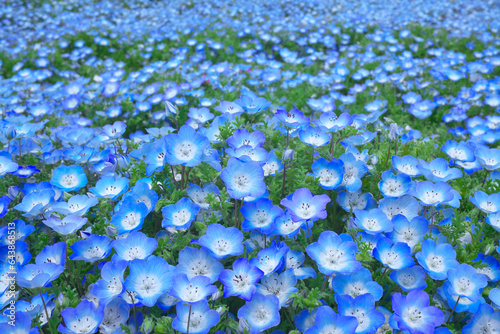 Nemophila flowers all over the field, Hitachinaka,Ibaraki Prefecture,Japan