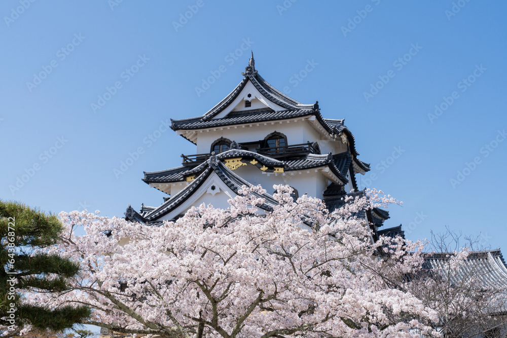 Cherry blossoms at Hikone Castle, Japan,Shiga Prefecture,Hikone, Shiga Cherry blossoms at Hikone Castle, Japan,Shiga Prefecture,Hikone, Shiga