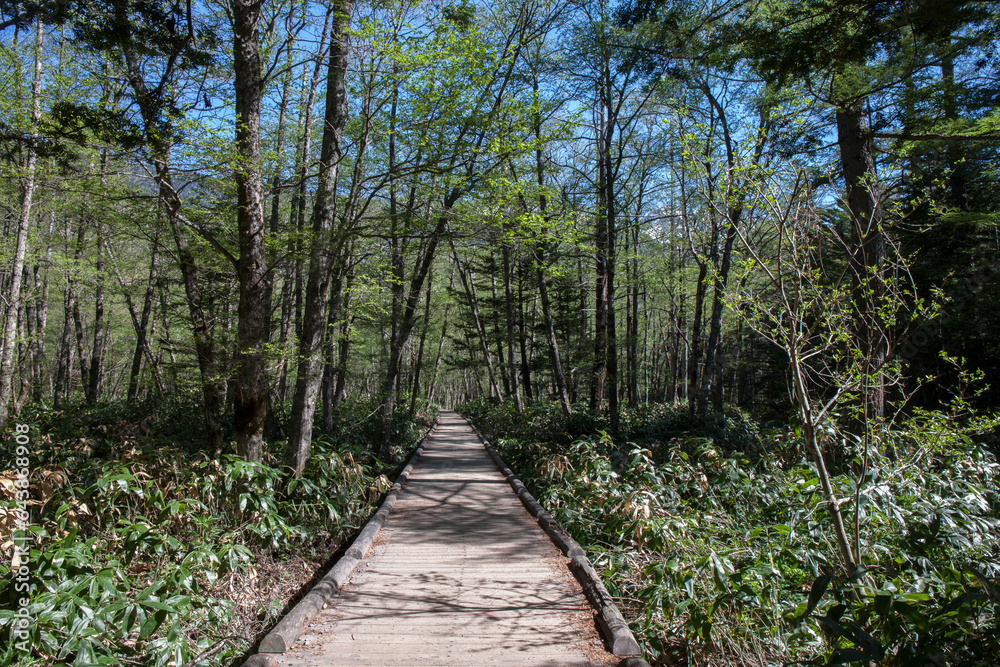 Wooden path in Kamikochi, Japan,Nagano Prefecture,Matsumoto, Nagano Wooden path in Kamikochi, Japan,Nagano Prefecture,Matsumoto, Nagano