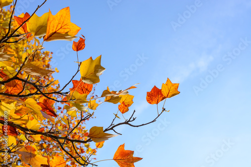Canvas-taulu Background with a pair of yellow-orange leaves on a tulip tree branch and blue s