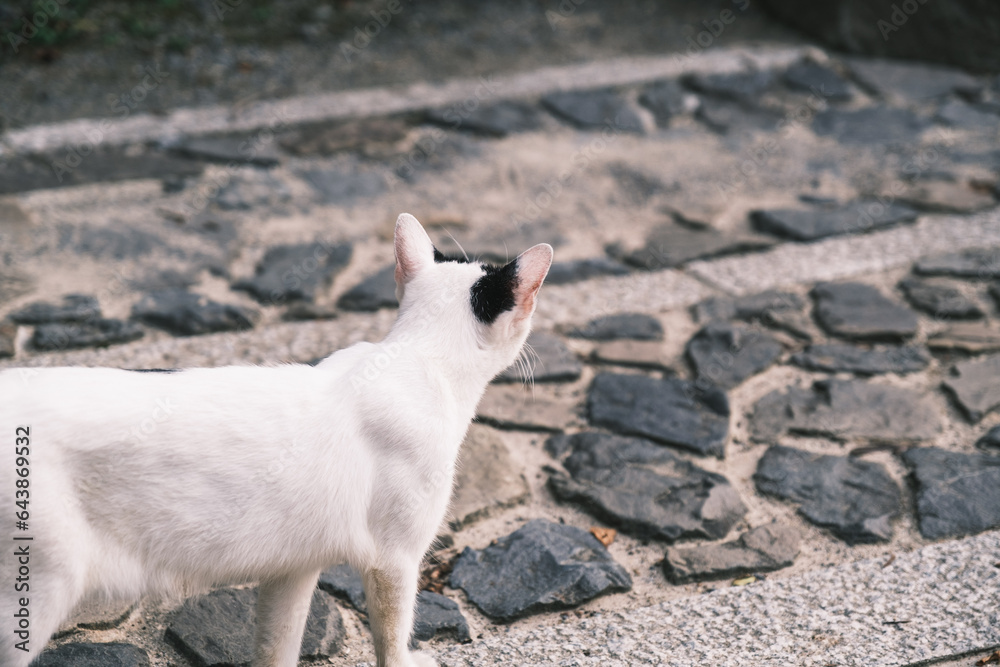 Fototapeta premium Enshrine the fox! A shrine rich in Kyoto's deep history [Fushimi Inari Taisha]