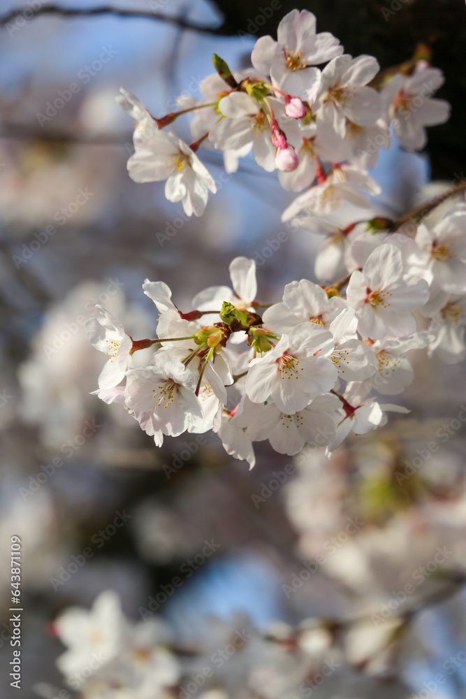 満開の染井吉野の花