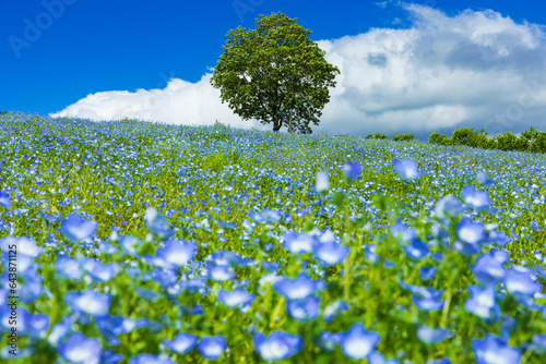 Nemophila field in Kujyuu Flower Park, Japan,Oita Prefecture,Taketa, Oita