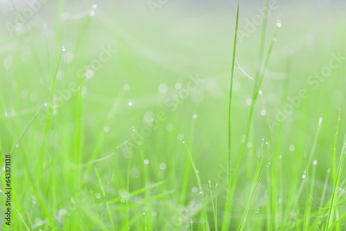 Abstract nature spring grass with bokeh background