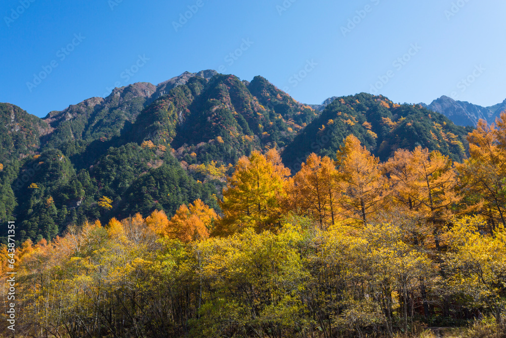 Autumn leaves of Mt. 600 and Karamatsu, Japan,Nagano Prefecture,Matsumoto, Nagano Autumn leaves of Mt. 600 and Karamatsu, Japan,Nagano Prefecture,Matsumoto, Nagano