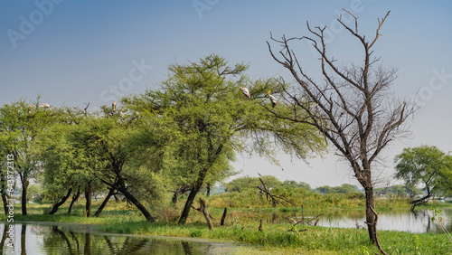 Sprawling green trees grow in a swampy area. Painted storks Mycteria leucocephala sat in the branches. Clear blue sky. Reflection in the lake. India. Keoladeo Bird Sanctuary. Bharatpur. photo