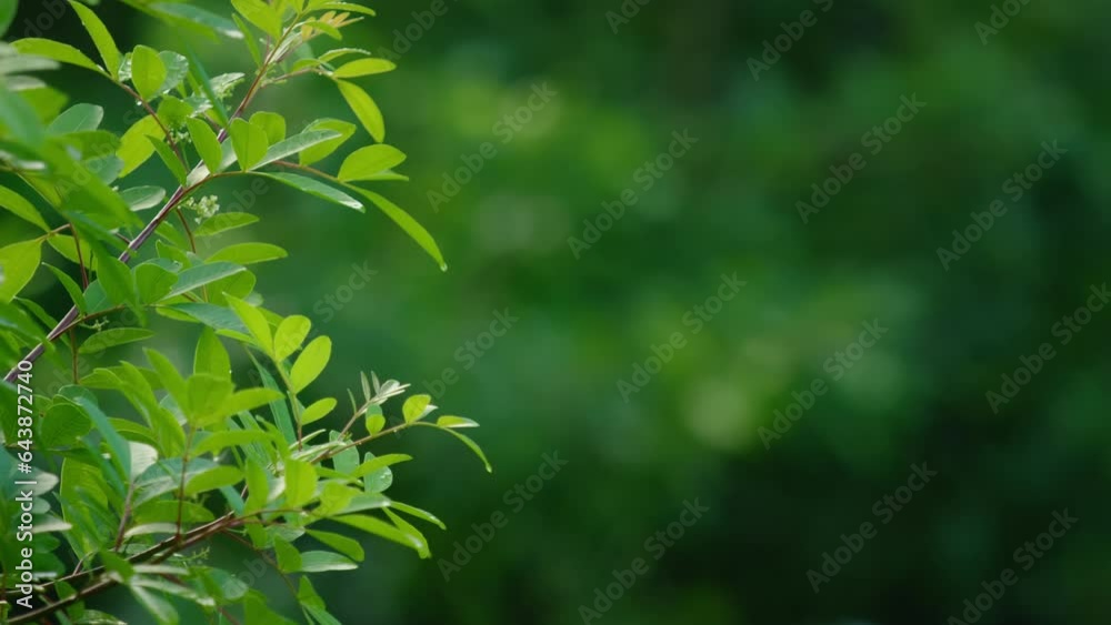 Raindrops dripping from the green leaves in the tropical forest. Raindrops dripping from the green leaves in the tropical forest.