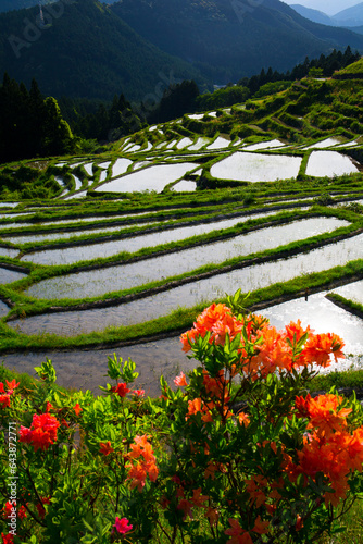 Maruyama senmaida’s terrace, Japan,Mie Prefecture,Kumano city photo