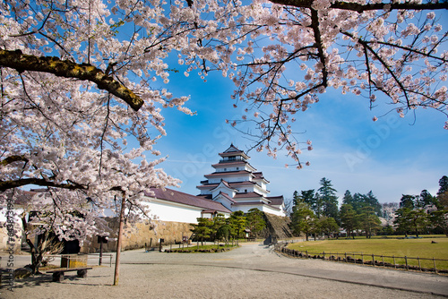 Tsuruga castle and cherry blossoms, Japan,Fukushima Prefecture,Aizu wakamatu shi photo
