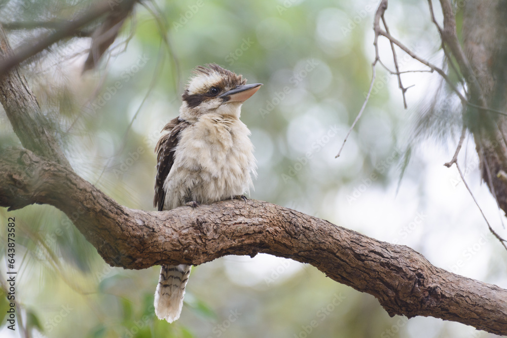 Laughing Kookaburra sitting on branch Laughing Kookaburra sitting on branch