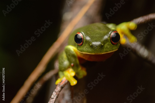 Orange-thighed Tree Frog portrait