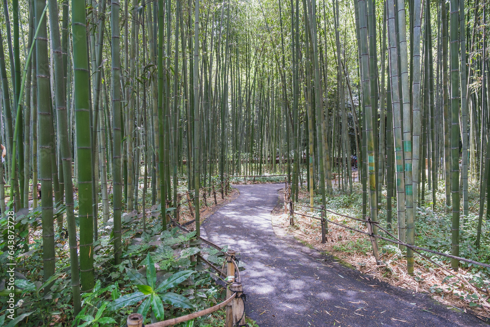 A town where the typical Kyoto townscape surrounded by bamboo forests still remains【Arashiyama】
