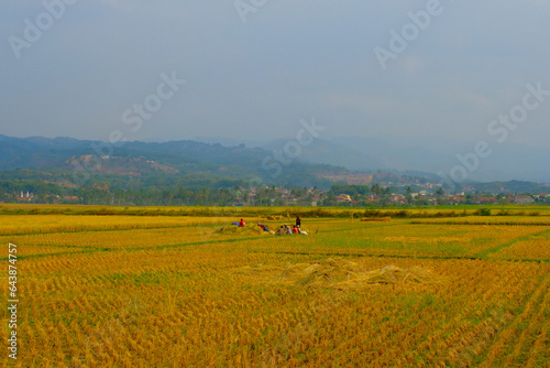 Landscape Photography. Beautiful Scenery. Background view of barren rice fields after the rice harvest. Dry and barren rice fields. Bandung - Indonesia.