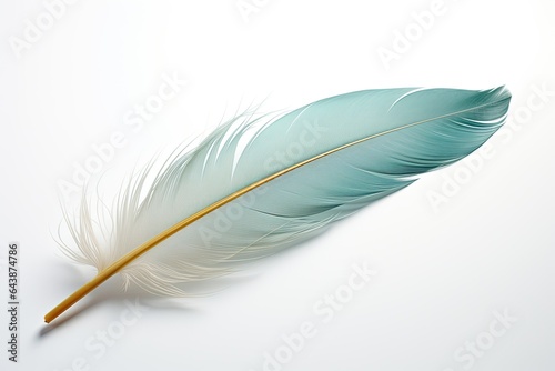 Bird feather, isolated on white