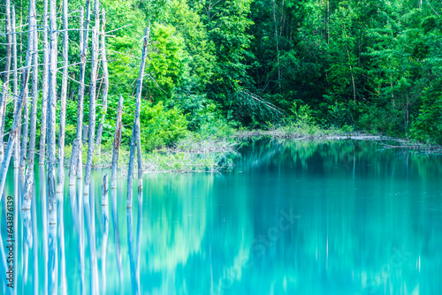 Blue pond, Japan,Hokkaido,Kamikawa-gun,Biei, Hokkaido