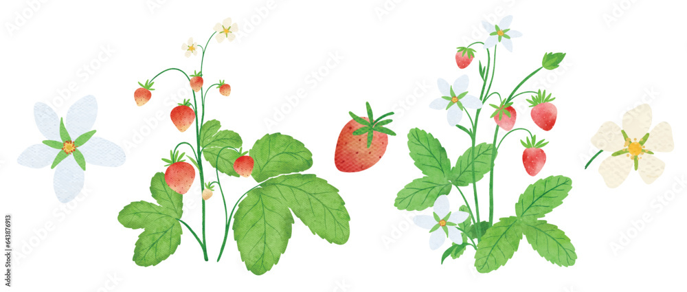 strawberry watercolor
