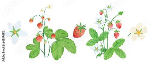 strawberry watercolor