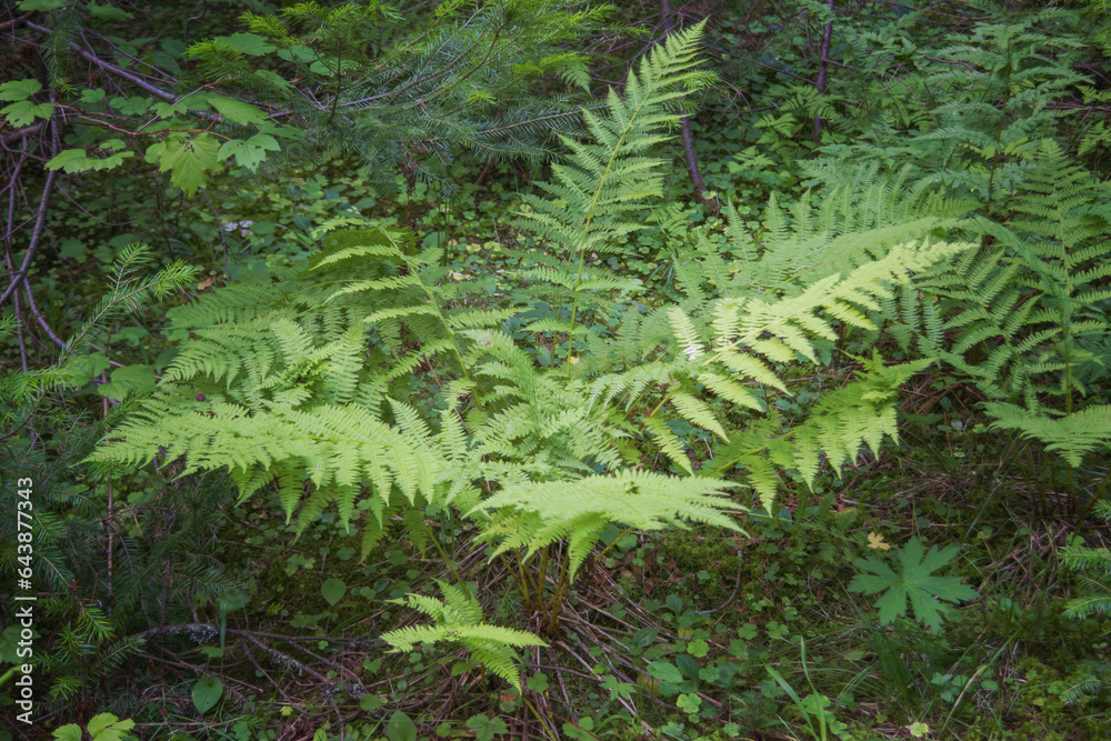 Close up of common lady fern Athyrium filix-femina, also known as common forest fern . Abstract natural pattern, useful as a green background for themes related to nature and sustainability. Close up of common lady fern Athyrium filix-femina, also known as common forest fern . Abstract natural pattern, useful as a green background for themes related to nature and sustainability.