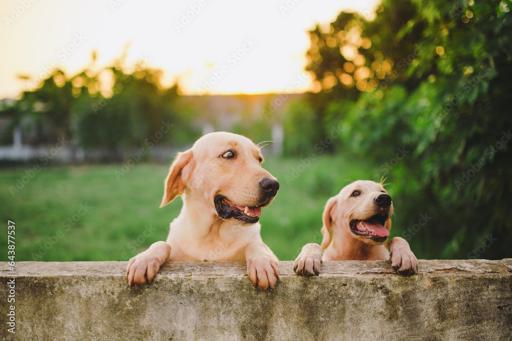 2 labrador retriever dogs playing outdoors - obrazy, fototapety, plakaty 