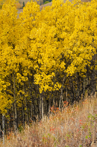 Birch Trees Growing Downhill