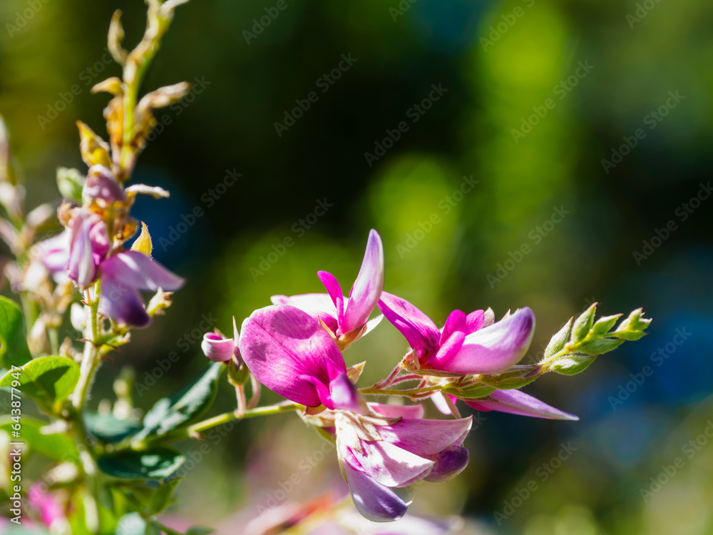 Fototapeta premium 秋晴れの庭園に咲くかわいい萩の花
