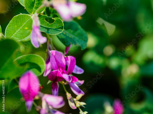 ひなたに咲くかわいい萩の花 photo