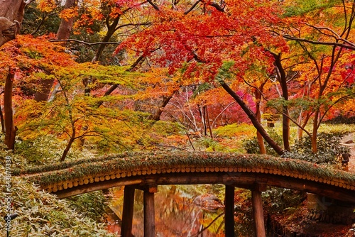 Rikugien Garden with beautiful autumn leaves, Japan,Tokyo,Bunkyo, Tokyo photo